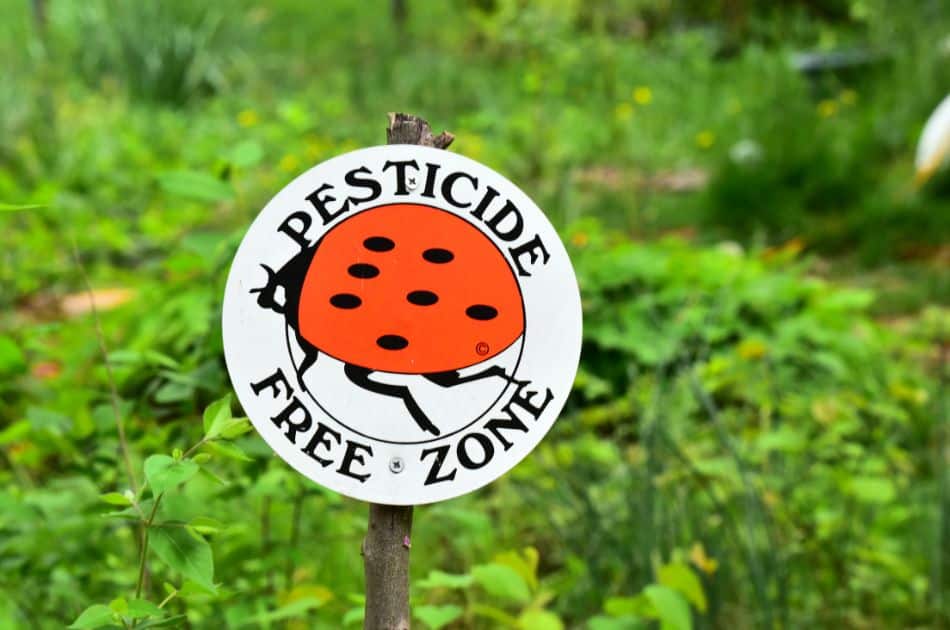 A sign with an image of a ladybug and the words "pesticide free zone" stand in front of a section of foliage and green plants.