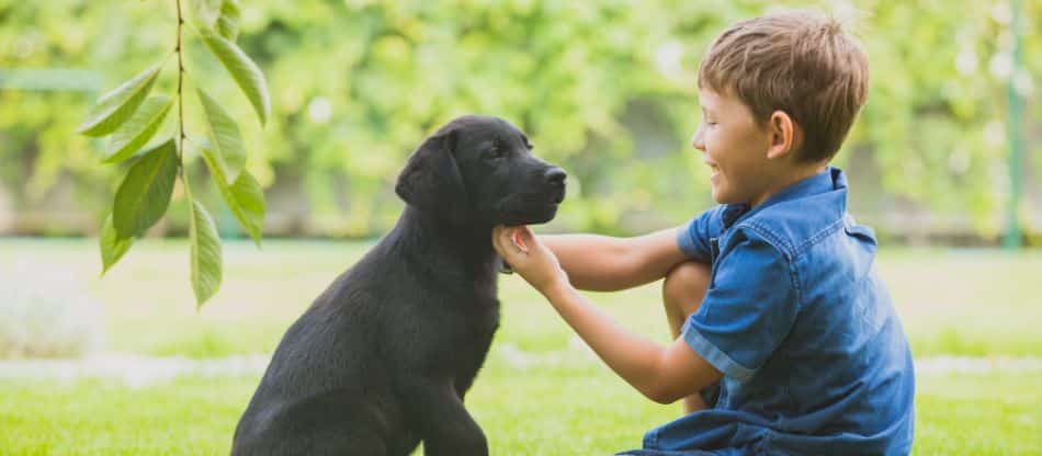 A young, black dog and a boy play in a yard filled with green grass and trees.