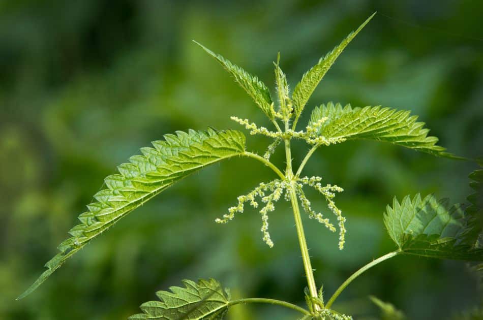 Nettles are a common lawn weed