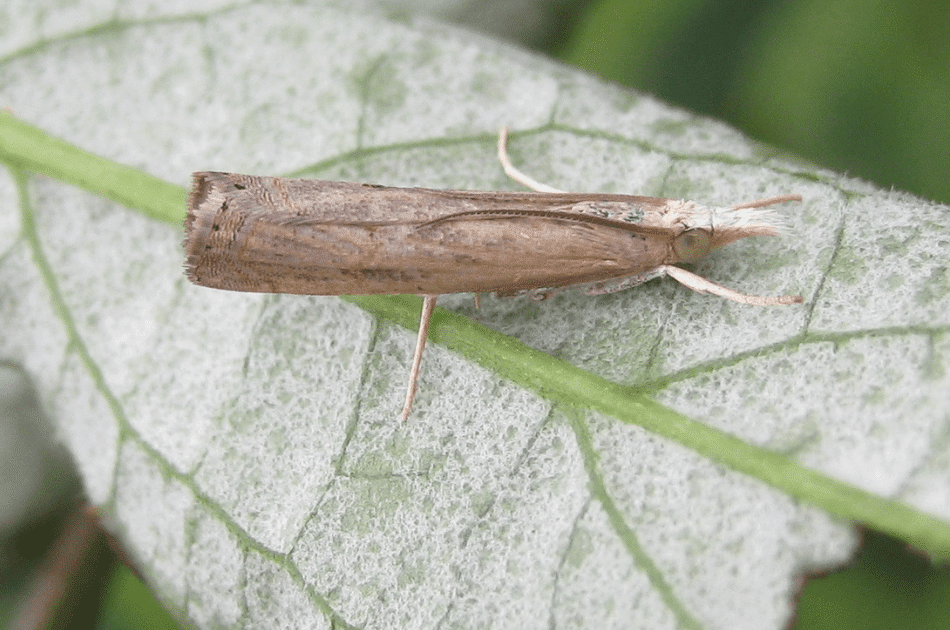 A bluegrass webworm moth on a leaf.