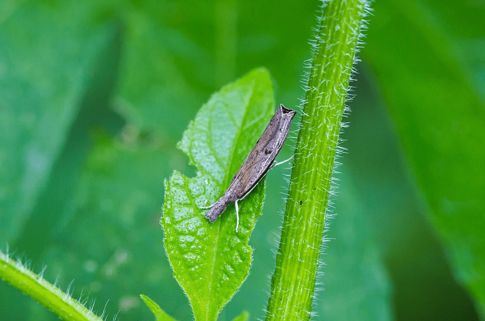  A sod webworm moth rests on a green leaf in a New Jersey yard.