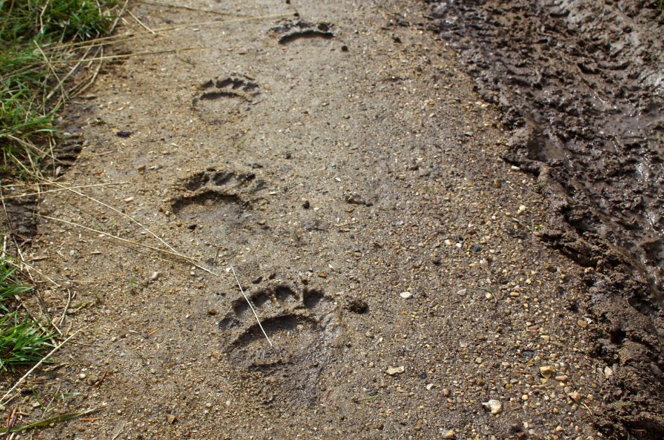 Black bear prints in mud. You are less likely to see bear prints in snow due to their winter hibernation.