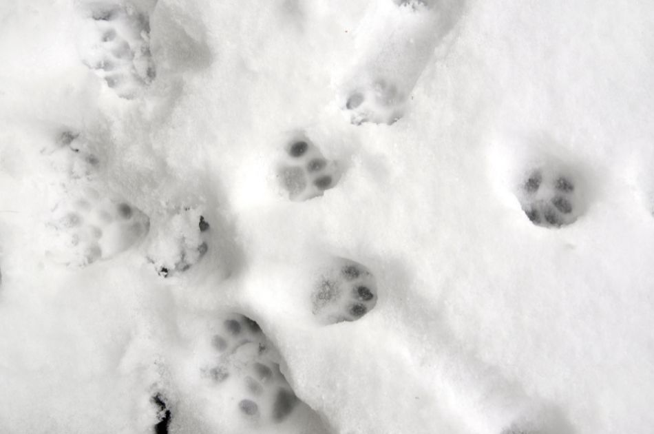 These cat prints are an example of feline prints in snow.
