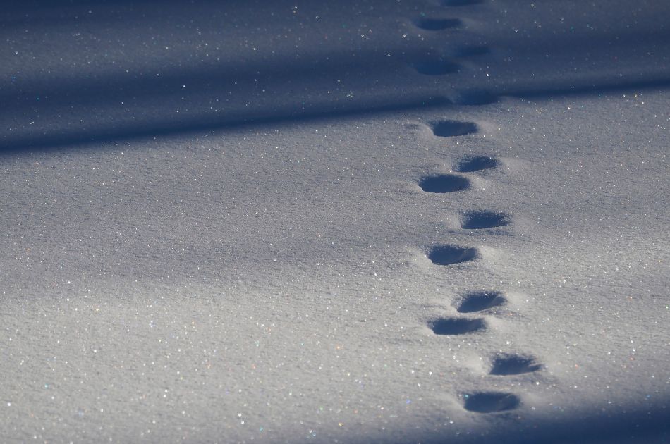 Deer are an example of zig-zaggers, whose prints leave a zig-zag pattern in the snow.