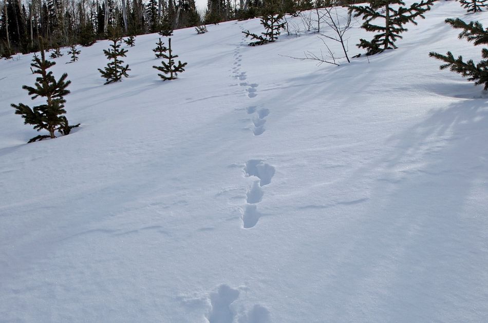 Rabbit tracks in the snow surrounded by small evergreen trees.