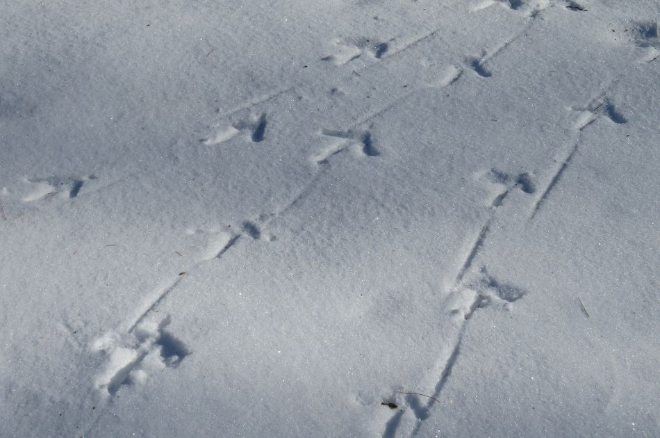Wild turkey tracks in the snow.