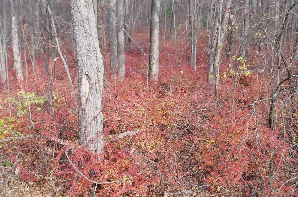 Invasive Japanese barberry infesting a North American forest.