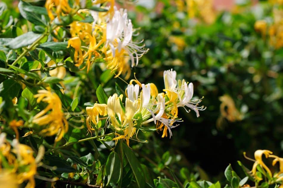 Close-up of the white and yellow blooms on the invasive Japanese honeysuckle plant.