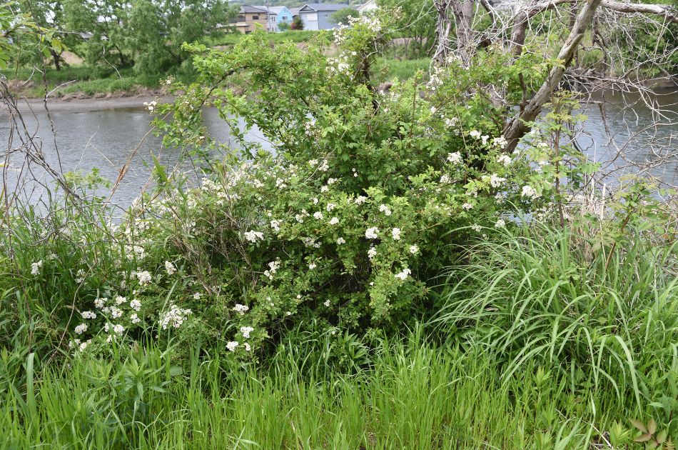 Invasive multiflora rose growing near a body of water in New Jersey.
