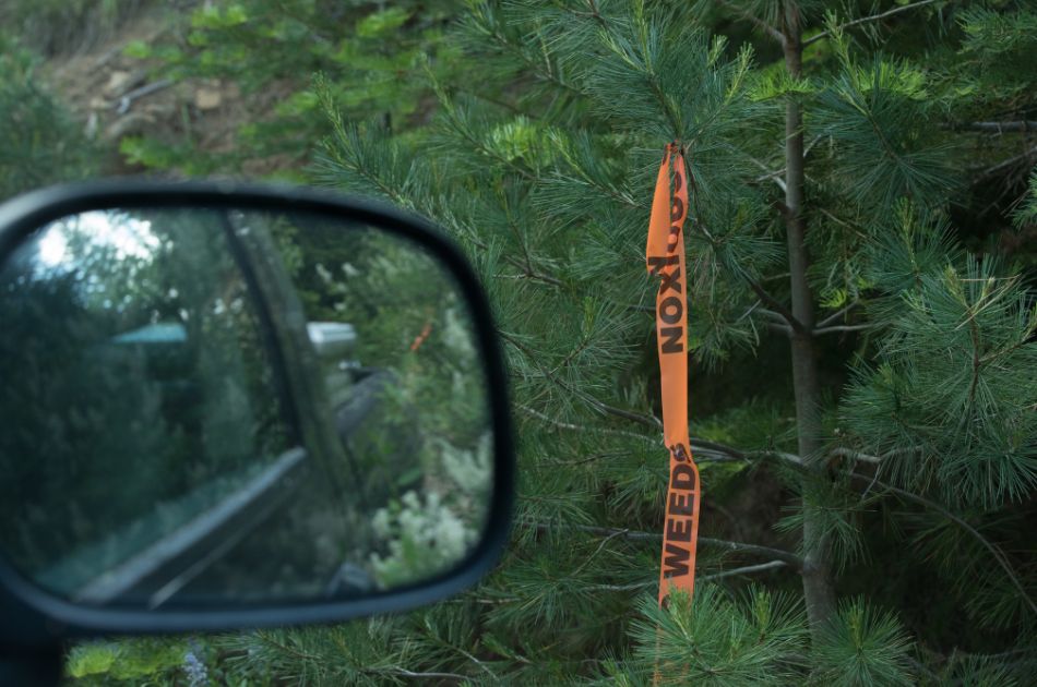 A photo showing a car side mirror and a conifer marked with an orange tag that reads "noxious weed".