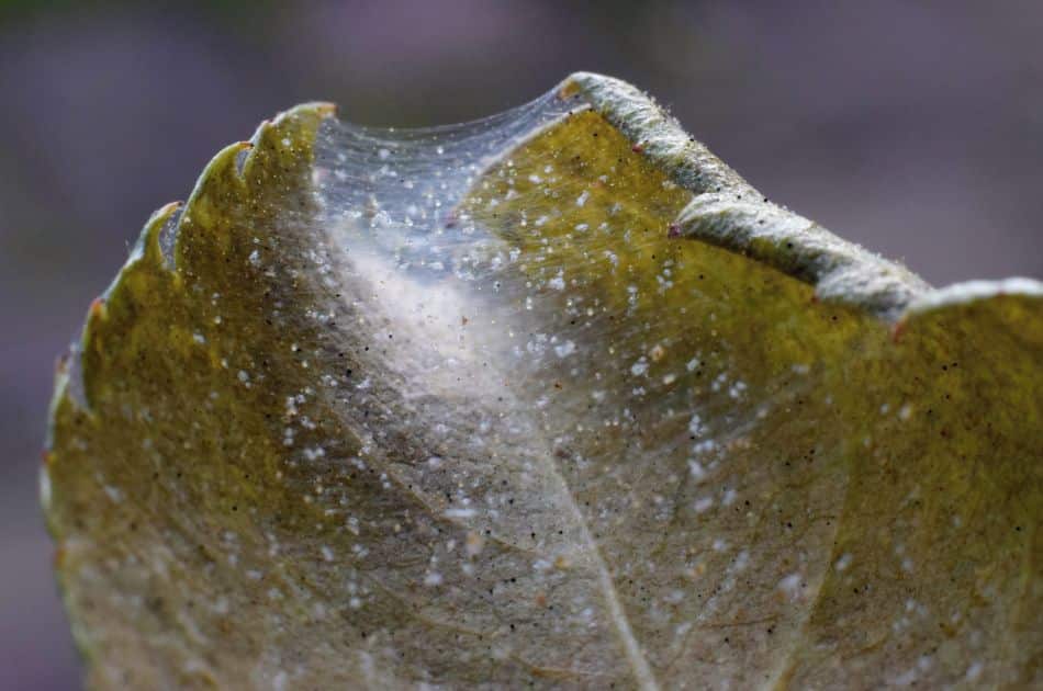 Close-up of spider mite webbing on leaves.