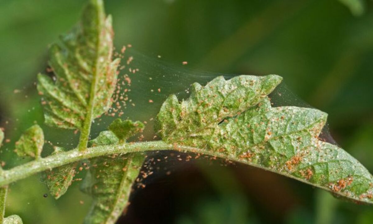 The Impact of Spider Mites on Your Garden's Health and Productivity