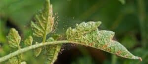 Spider mites and webs on a plant's leaves.