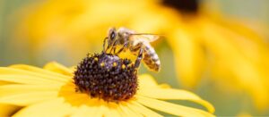 A honeybee pollinates an orange cornflower or Rudbeckie fulgida.
