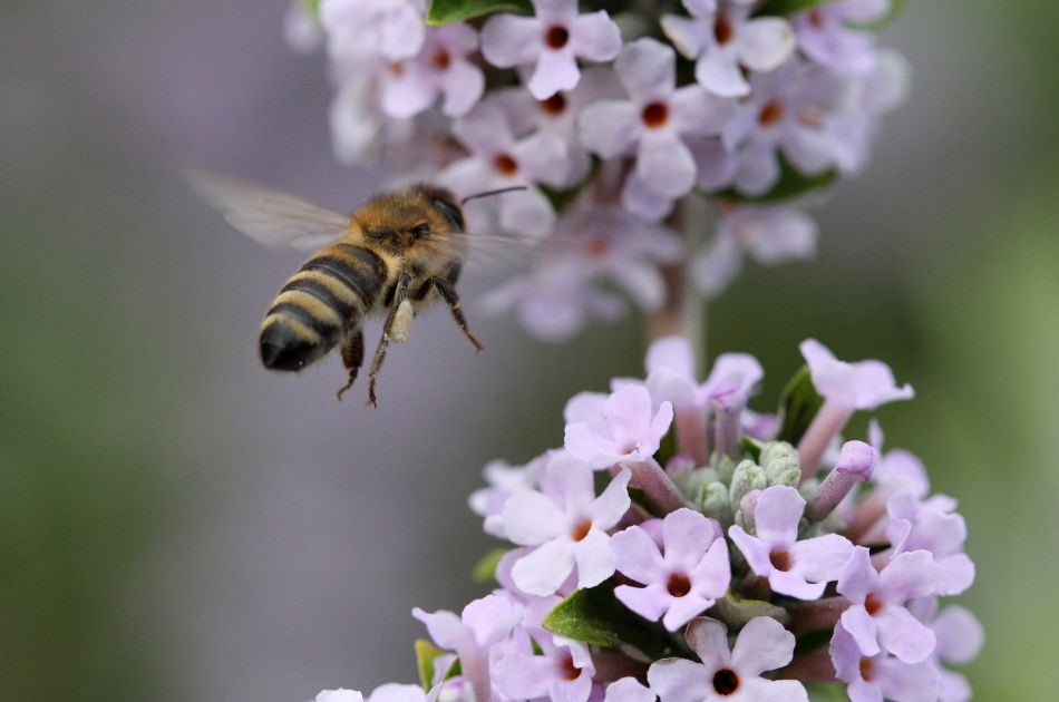 A honeybee flies towards a plant with tiny, light purple flowers.