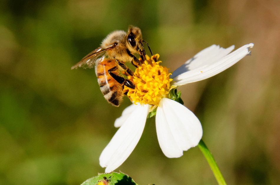 A honeybee gets nectar and pollen from flowers.