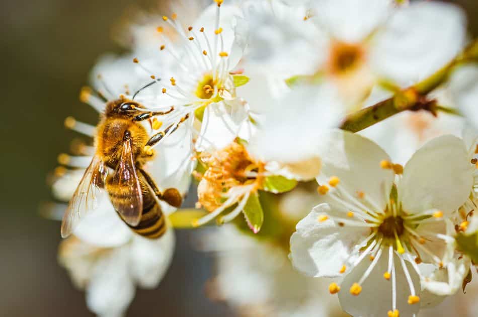 A honeybee gathers pollen from cherry tree blooms.