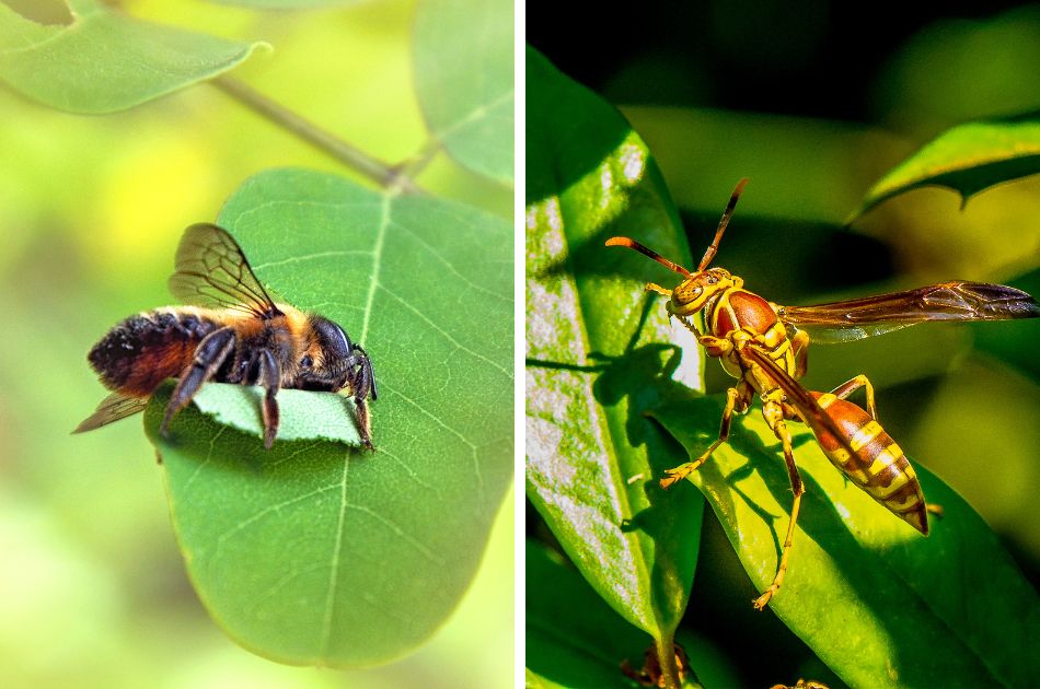 On the left, a leafcutter bee on a plant leaf. On the right, a paper wasp on a green leaf.