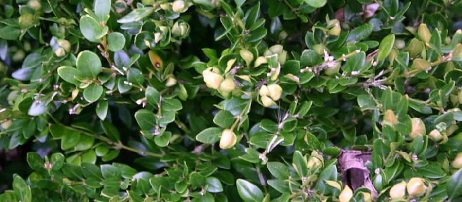 A green boxwood shrub with leaves displaying yellowing and the distinctive “cupping” associated with a boxwood psyllid infestation.