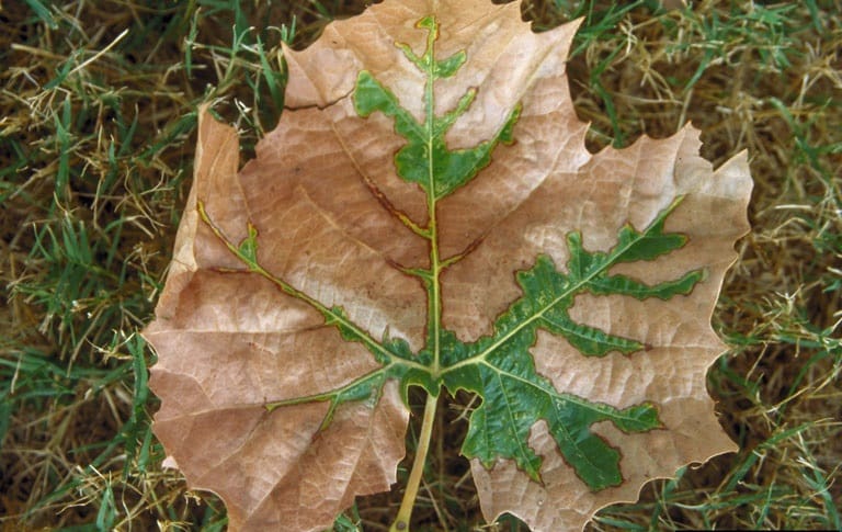 OPC-pest-disease-bacterial-leaf-scorch