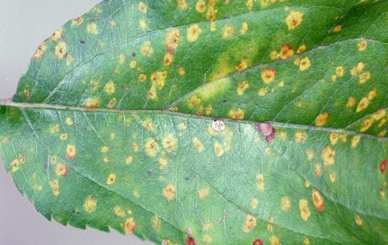 OPC-pest-disease-cedar-apple-rust