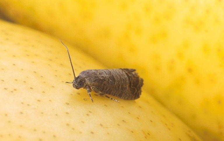 OPC-pest-disease-codling-moth-1