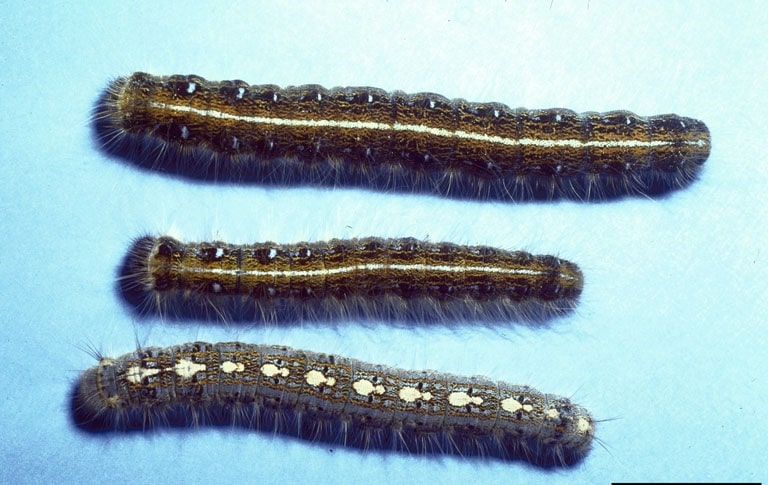 OPC-pest-disease-eastern-tent-caterpillar
