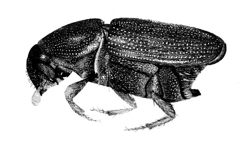 OPC-pest-disease-elm-bark-beetle-3 OPC-pest-disease-elm-bark-beetle-3