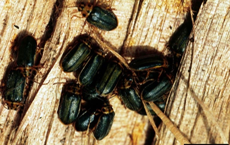 OPC-pest-disease-elm-leaf-beetle-2