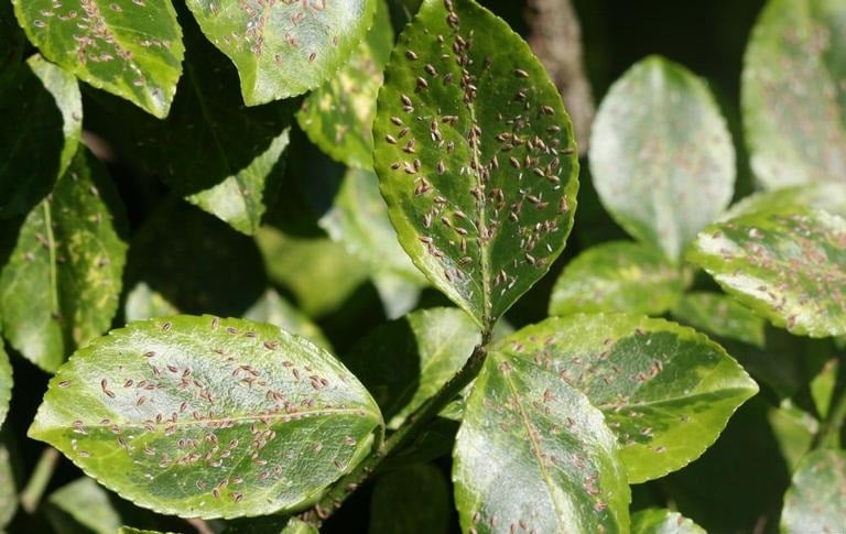 OPC-pest-disease-euonymus-scale-2