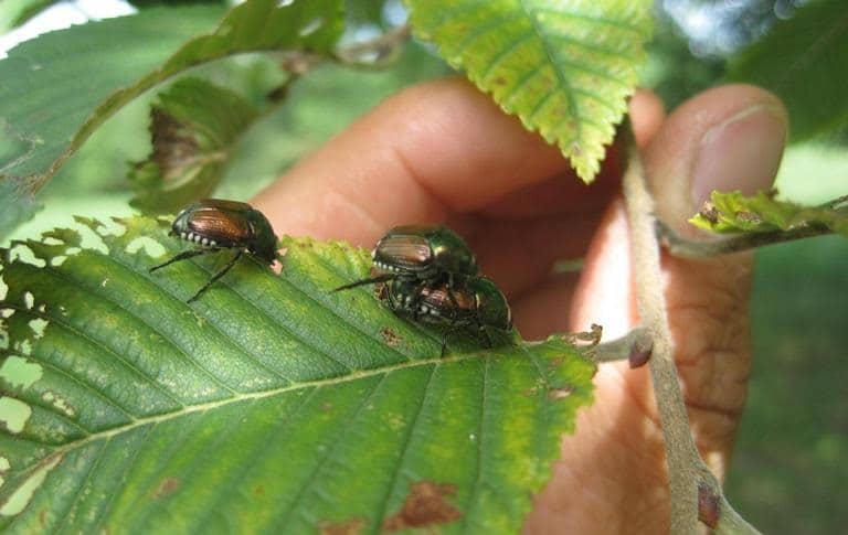 OPC-pest-disease-japanese-beetle