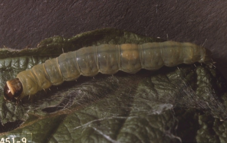 OPC-pest-disease-leaf-roller-2 OPC-pest-disease-leaf-roller-2