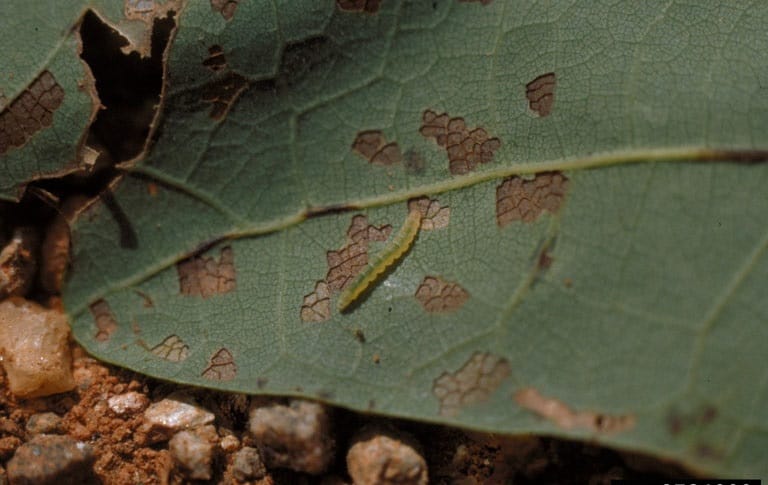 OPC-pest-disease-oak-leaf-skeltontizer-2