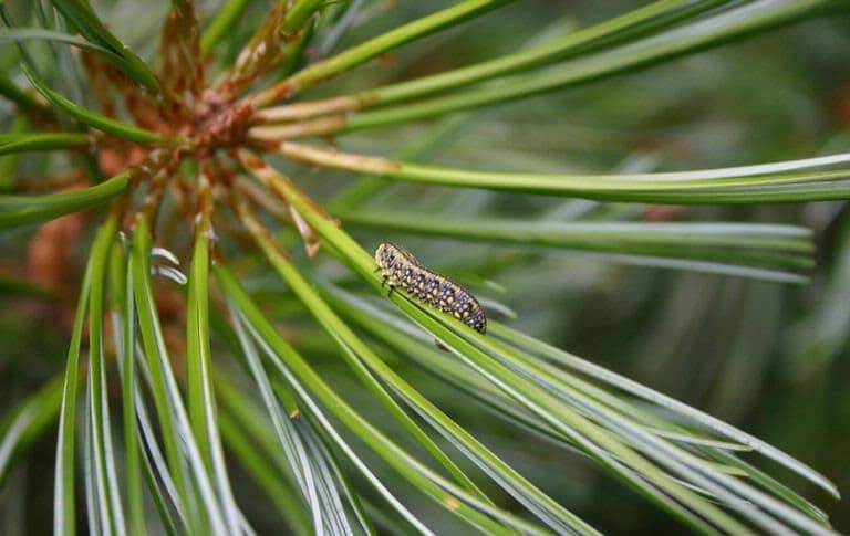OPC-pest-disease-pine-sawfly-1