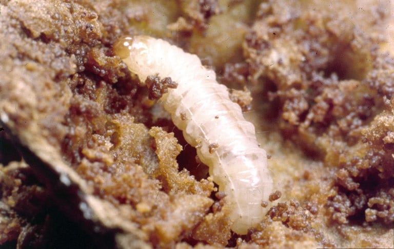 OPC-pest-disease-plum-curculio-2-larva OPC-pest-disease-plum-curculio-2-larva