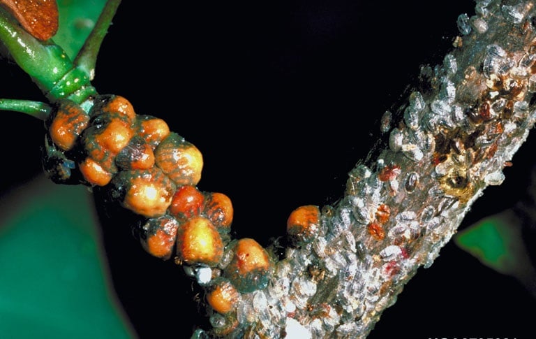 OPC-pest-disease-scale-insect