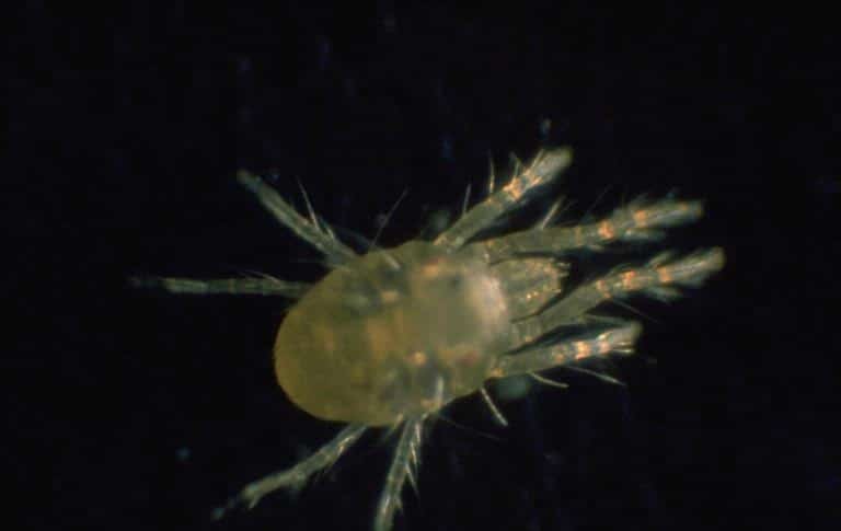 OPC-pest-disease-spider-mite