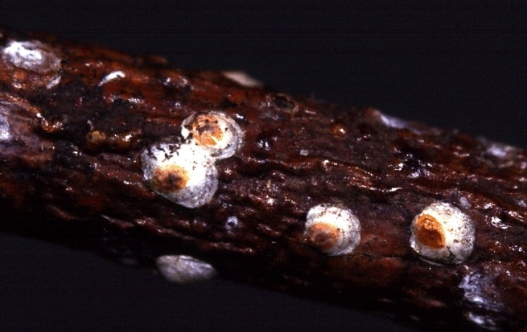 OPC-pest-disease-white-peach-scale-2 OPC-pest-disease-white-peach-scale-2