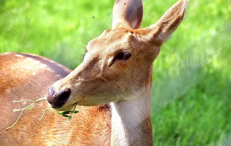 OPC-pest-disease-white-tailed-deer