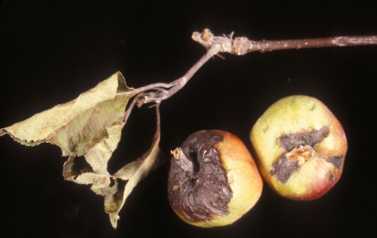 OPC-pest-diseasefire-blight OPC-pest-diseasefire-blight