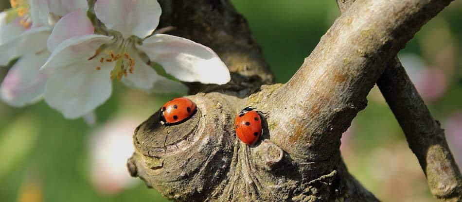 Three red ladybugs with black spots crawl on a crooked tree branch among white apple blossoms.