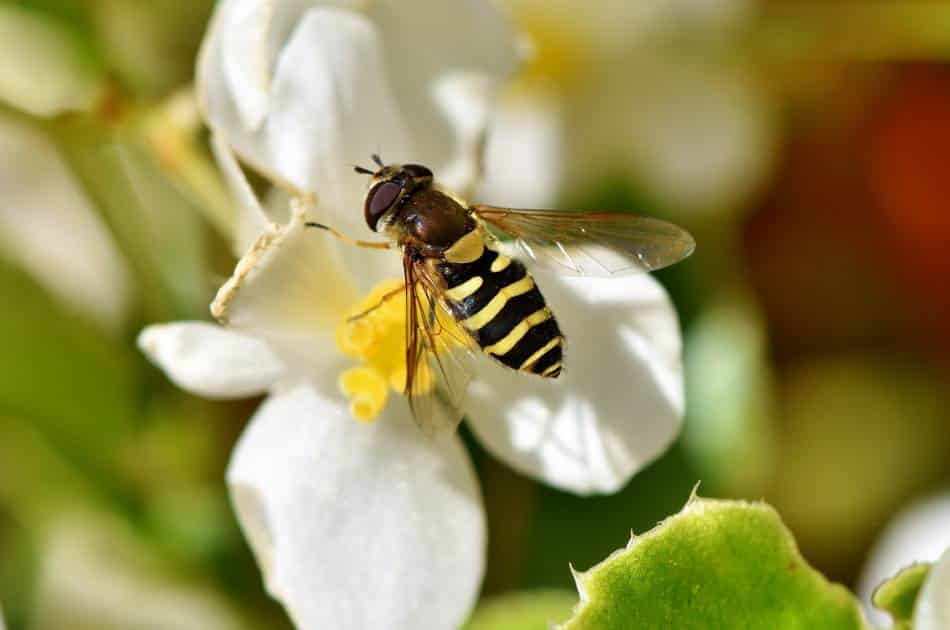 A hoverfly with brown eyes and a yellow and black striped abdomen sits on a white flower. 