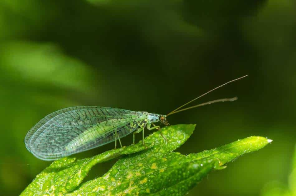  A long green and blue lacewing with long straight antennae sits perched on a green dew-spotted leaf. It’s body visible though its translucent, lacy-veined wings.