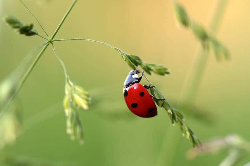 A natural predator and beneficial insect, a red, black spotted ladybug grips a small stem, hanging precariously. 