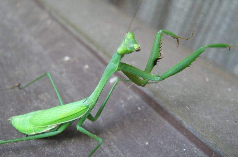 A green praying mantis sits on a wooden deck looking agitated with its spiked forearms held out in front of her. 