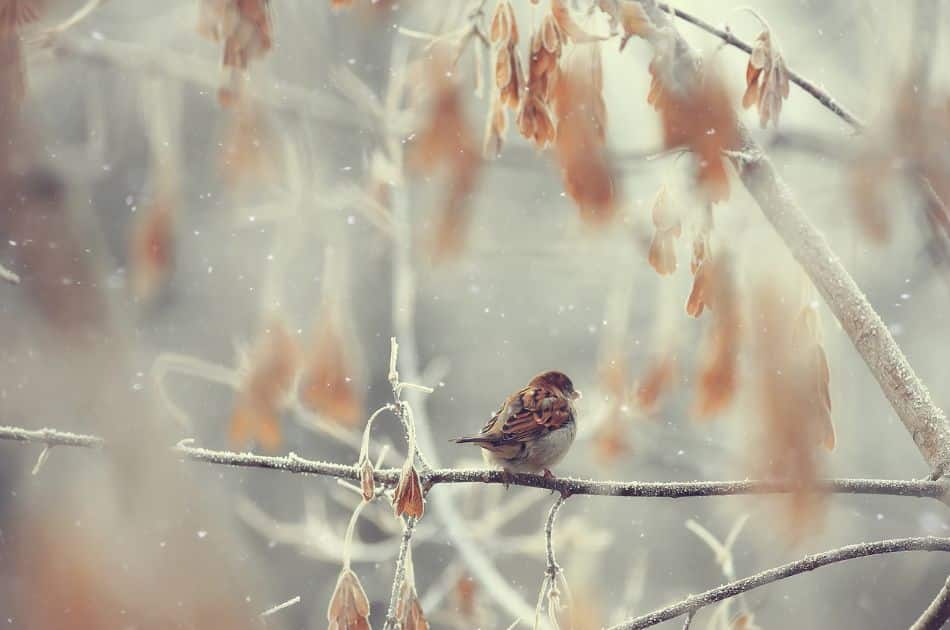 A bird rests on a tree branch during a winter snowfall.