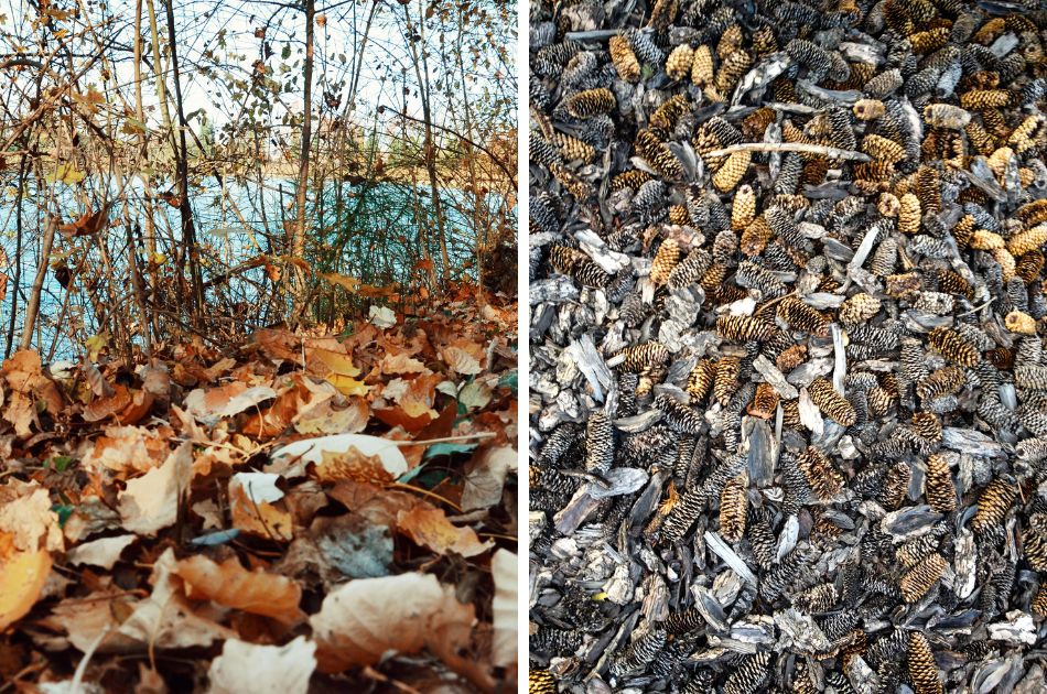 Two photos: one of fallen leaves, the other of pinecones on the ground.