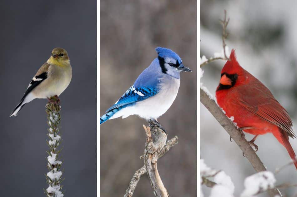 Photos of an American goldfinch, blue jay, and northern cardinal in winter yards.