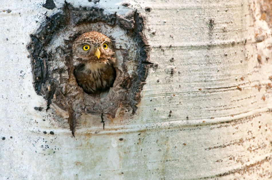 An owl rests in the cavity of a tree with white bark.