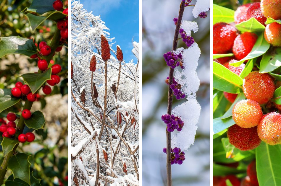 Various trees and shrubs with berries and winter fruit.